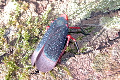Kalidasa lanata