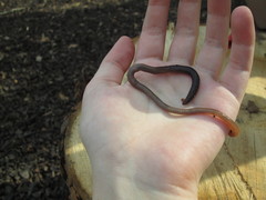 Lumbricus terrestris