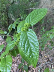 Callicarpa candicans