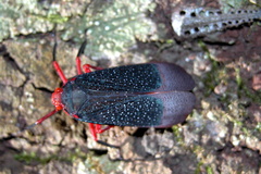 Kalidasa lanata