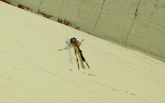 Leptogaster atridorsalis