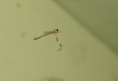 Leptogaster atridorsalis