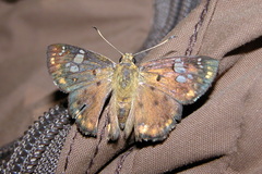 Coladenia indrani