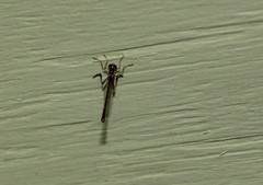 Leptogaster atridorsalis