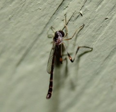 Leptogaster atridorsalis
