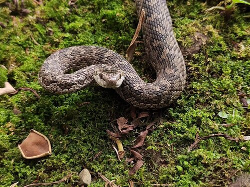 Lancang Plateau Viper