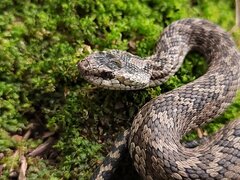 Lancang Plateau Viper photo 1