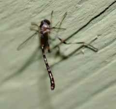 Leptogaster atridorsalis