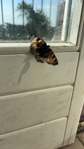 Small Tortoiseshell