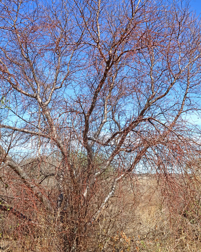 Bursera laxiflora S.Watson 3
