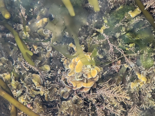 Mesophyllum observed 2026-05-28