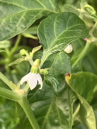 aji pepper