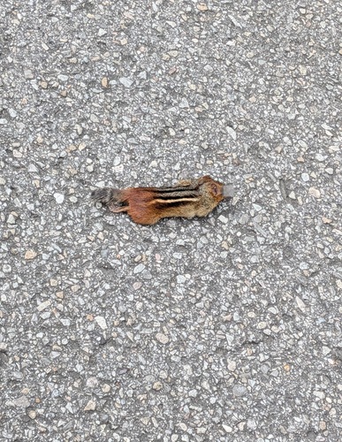 Eastern Chipmunk photographed in Alabama