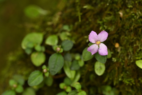 Sarcopyramis napalensis, photograph 6