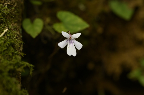 Viola formosana