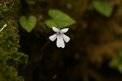 Viola formosana