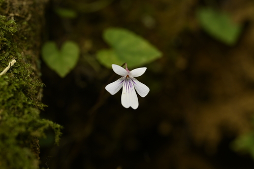 Viola formosana, photograph 1