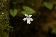 Viola formosana, photograph (c) 曾昱承 Yu-Cheng Zeng, some rights reserved (CC BY)