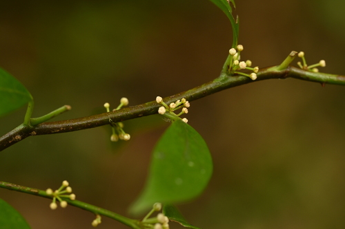 Myrsine stolonifera, photograph 1