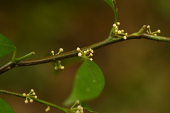 Myrsine stolonifera, photograph (c) 曾昱承 Yu-Cheng Zeng, some rights reserved (CC BY)