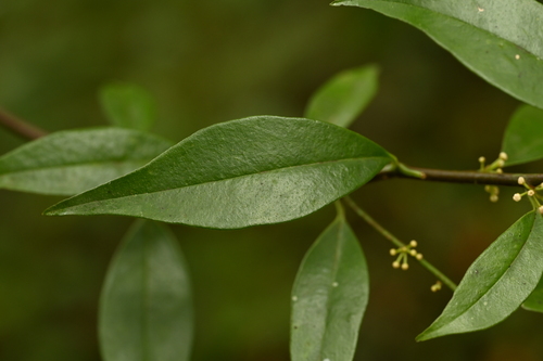 Myrsine stolonifera