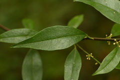 Myrsine stolonifera