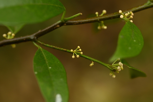 Myrsine stolonifera, photograph 2