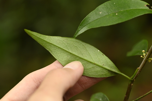 Myrsine stolonifera, photograph 3