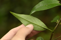 Myrsine stolonifera, photograph (c) 曾昱承 Yu-Cheng Zeng, some rights reserved (CC BY)