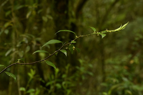 Myrsine stolonifera, photograph 4