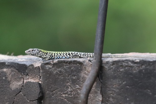 Common Wall Lizard