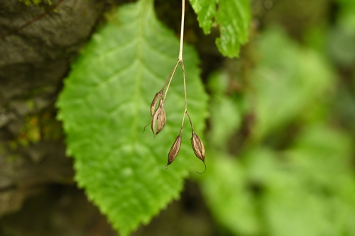 Conandron ramondioides, photograph 2