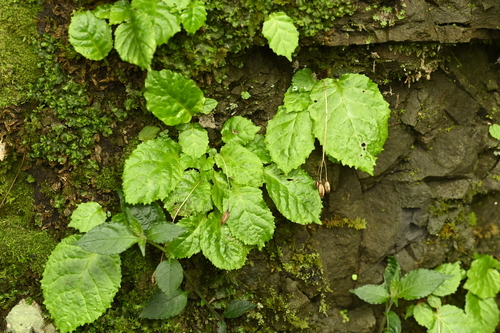 Conandron ramondioides, photograph 1
