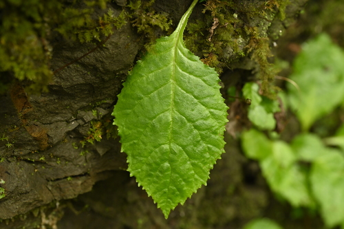 Conandron ramondioides, photograph 3
