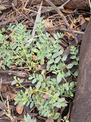 Poison Pratia