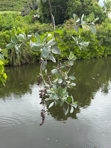 Conocarpus erectus observed 2026-05-28