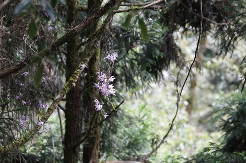 Dendrobium falconeri, photograph 1