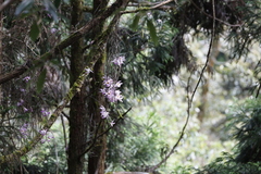 Dendrobium falconeri, photograph (c) 曾昱承 Yu-Cheng Zeng, some rights reserved (CC BY)