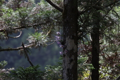 Dendrobium falconeri, photograph (c) 曾昱承 Yu-Cheng Zeng, some rights reserved (CC BY)