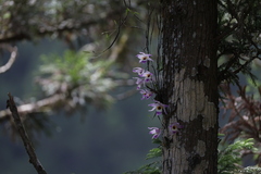 Dendrobium falconeri