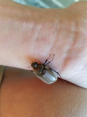 Phyllophaga crenulata