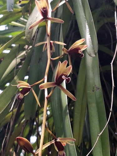 Finlayson's Cymbidium