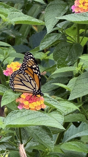 Monarch photographed in Alabama