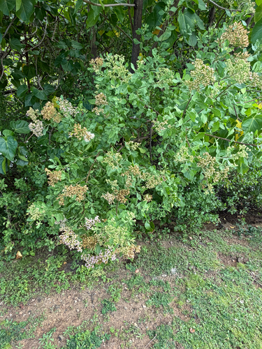 Pluchea indica observed 2026-05-28