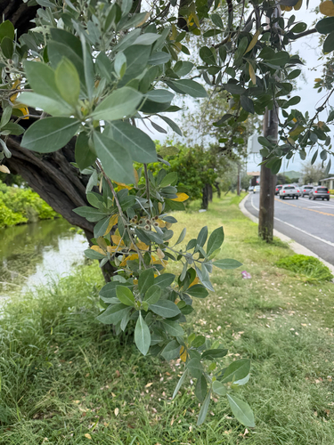 Conocarpus erectus observed 2026-05-28