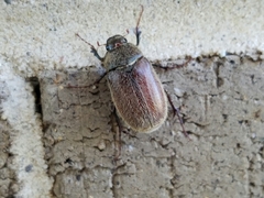 Phyllophaga crenulata