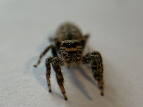 Fencepost jumping spider