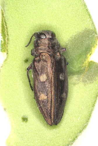 Chrysobothris solieri