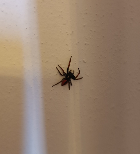 Red-bellied Jumping Spider