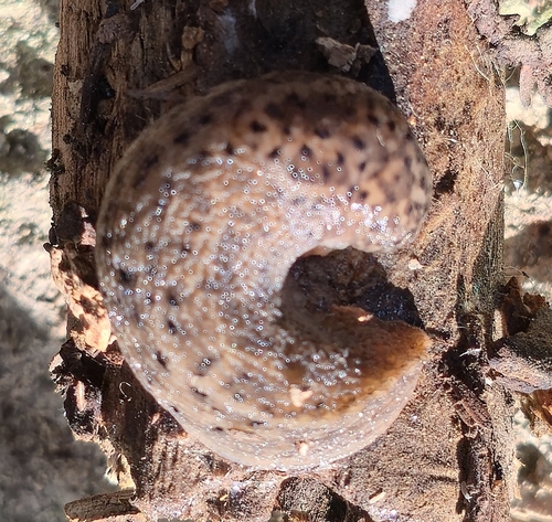 Leopard Slug